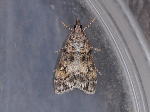 Réf. 345 088 : Eudonia lacustrata